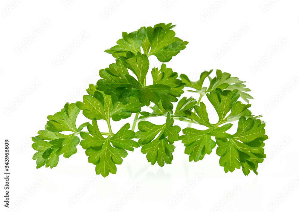 Twig of fresh parsley isolated on white background Twig of fresh parsley isolated on white background
