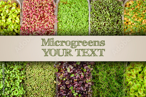 Photo from above, boxes with sprouts of young herbs of sorrel, radish, mustard, peas and basil. Place for text. Large selection of different microgreens photo