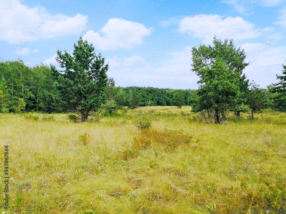 Autumn meadow with dry yellow grass in front of a coniferous green forest.