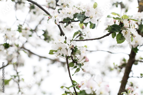 A branch of blooming apple tree © perminoffa