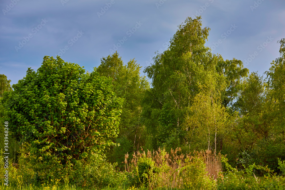 Abendstimmung in der Natur - Bäume und Wiese