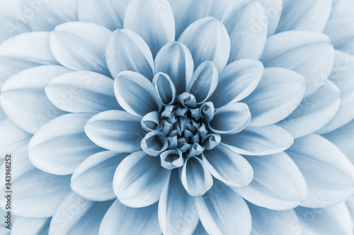Fototapeta Naklejka Na Ścianę i Meble -  Defocused pastel, pale blue dahlia petals macro, floral abstract background. Close up of flower dahlia for background, Soft focus