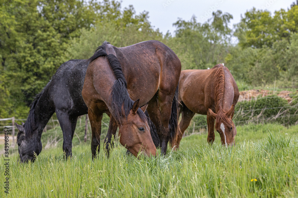 Fototapeta premium Gruppe von drei zweijährigen Hengsten im Regen beim ersten Grasen im Frühjahr