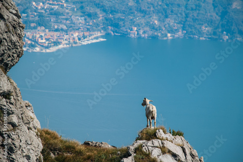 Принти на полотні Goat enjoying the view over lake como in italy