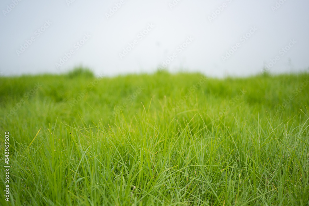 Fototapeta premium Green Meadow, Green Grass