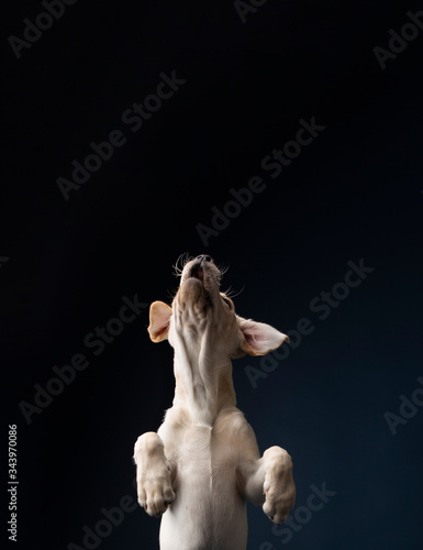 Yellow lab puppy on solid, dark blue background, jumping up
