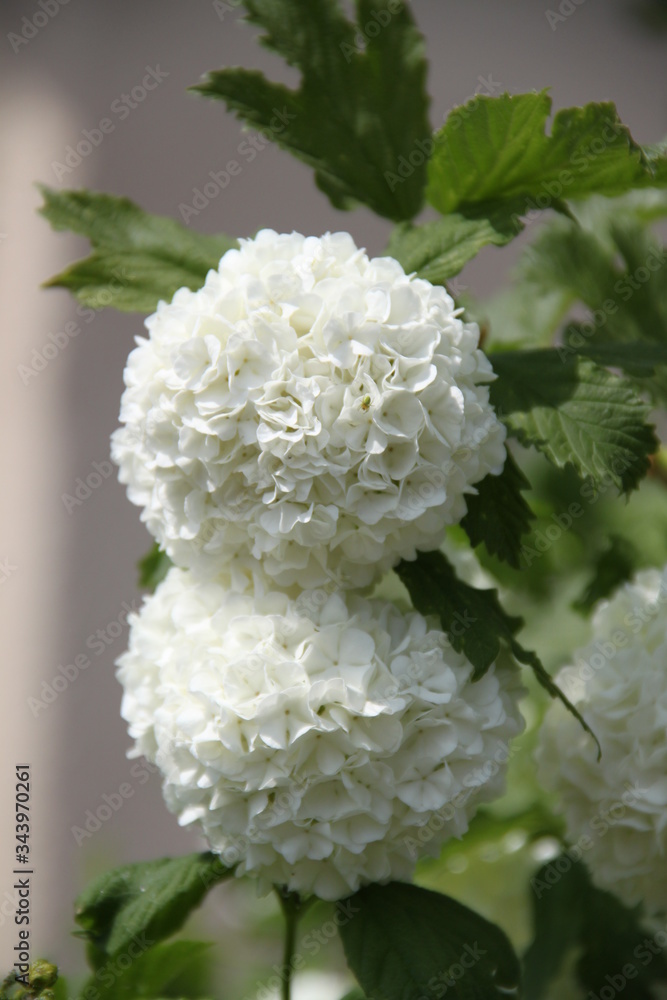 White snow balls viburnum tree White snow balls viburnum tree