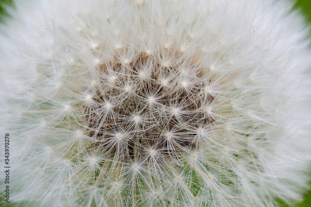 Fototapeta premium タンポポの綿毛