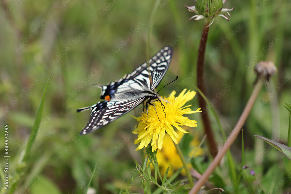 アゲハチョウとタンポポ