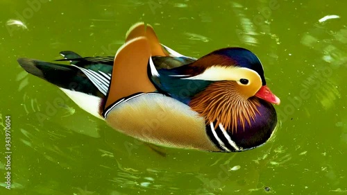 Wallpaper Mural mallard duck playing in the lake Torontodigital.ca