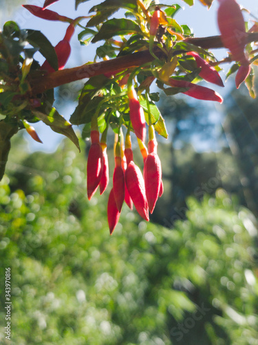 close up of a ceibo flower photo