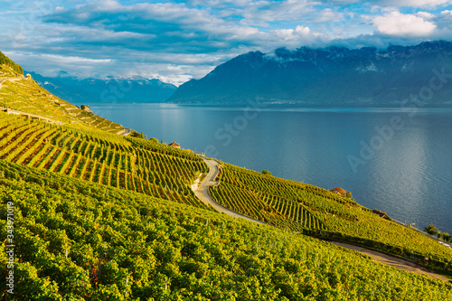 Lavaux, Switzerland: Lake Geneva and the Swiss Alps landscape seen from Lavaux vineyard tarraces in Canton of Vaud