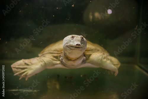 Large turtle with a long nose
