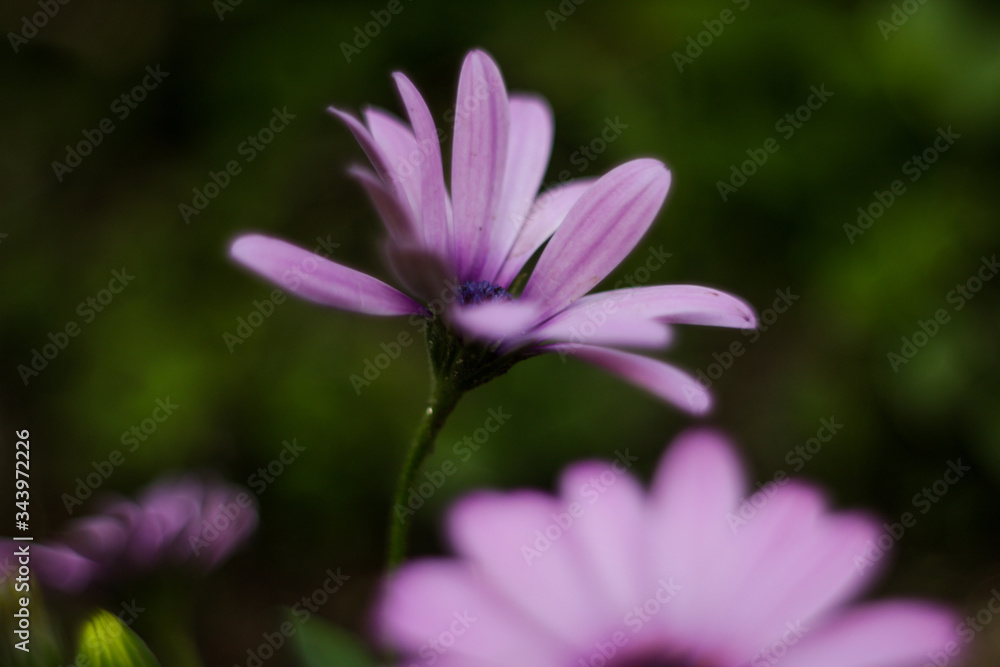 Obraz premium petalos 