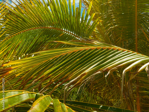 close up of the plam trees