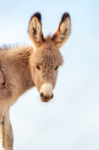 small donkey looking at camera outdoors blue sky