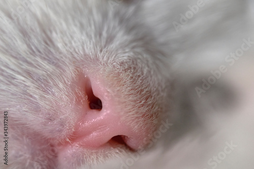 pink cat's nose macro color