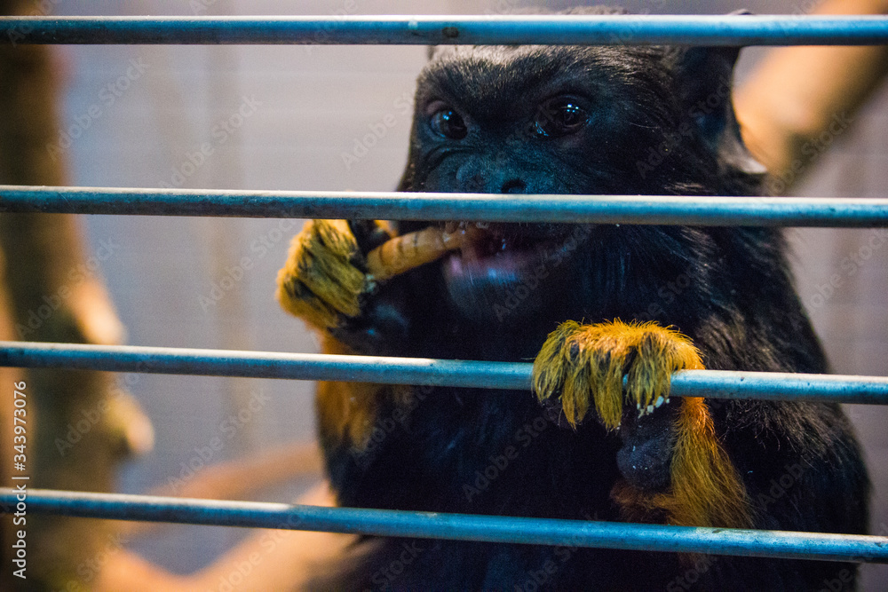 Obraz premium Monkey eating an insect 