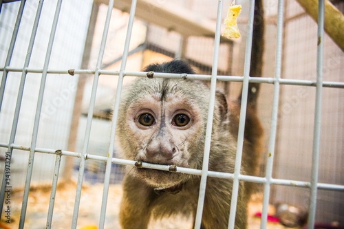 Photography Small monkey in a cage