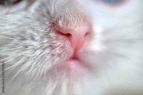 pink kitten's nose macro color