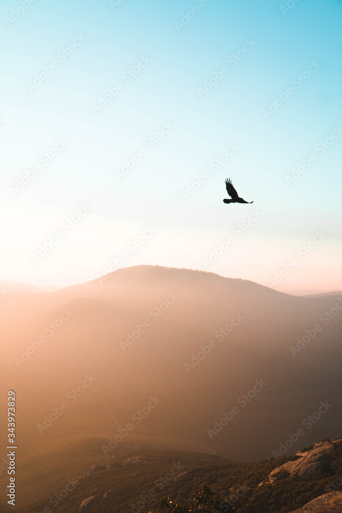 Raven flying over mountains at sunset 