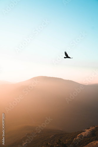 Raven flying over mountains at sunset  © Mark