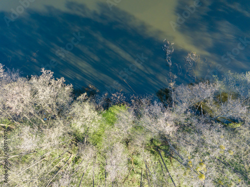 Shore of a forest lake on a spring day. Aerial drone view.