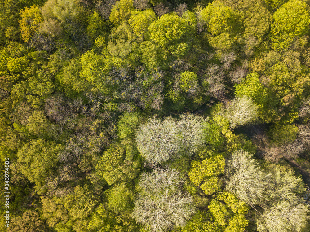 Naklejka premium Aerial drone view. Deciduous forest in spring on a sunny day.