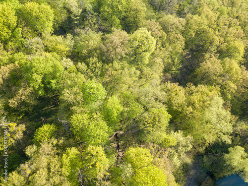 Aerial drone view. Deciduous forest in spring on a sunny day.