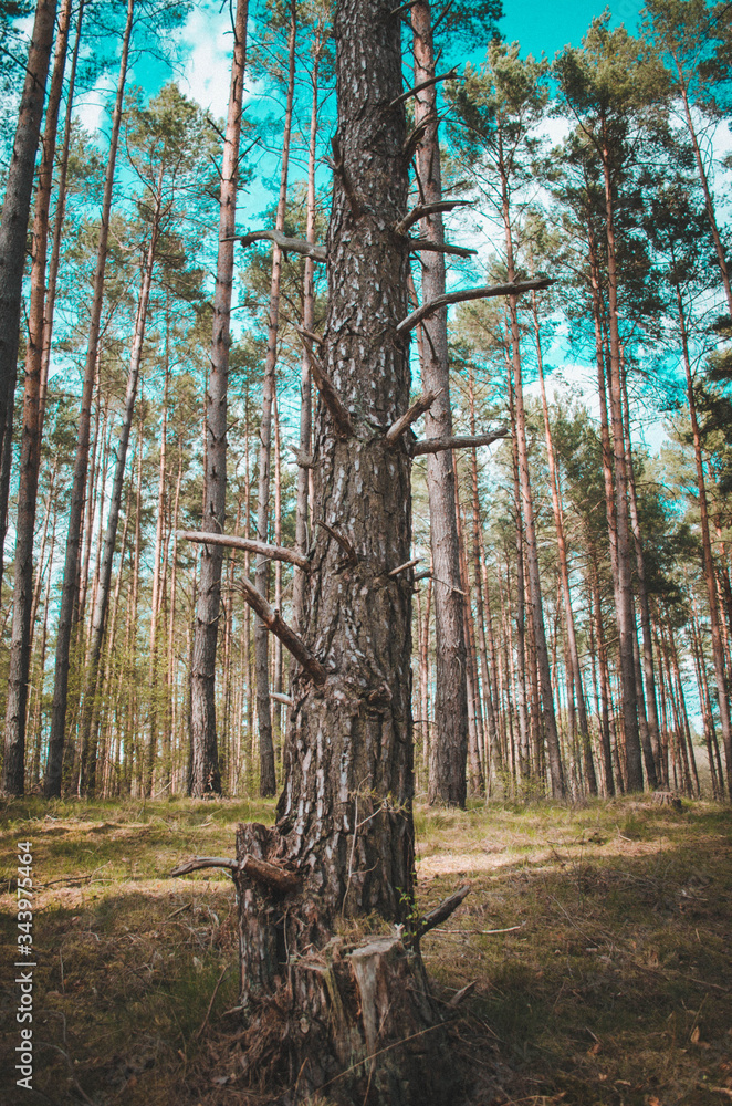 Drzewo z połamanymi gałęziami w lesie Drzewo z połamanymi gałęziami w lesie
