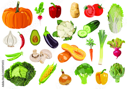 Vector collection of  24 fresh vegetables. 