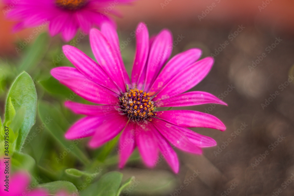 flor fucsia