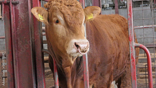 Red Limousine Bull with a ring in its nose photo