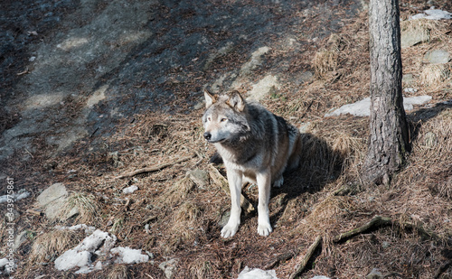 wild wolf sat on a rock photo