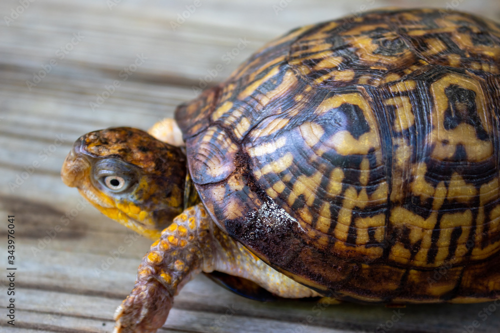 Fototapeta premium close up of a turtle