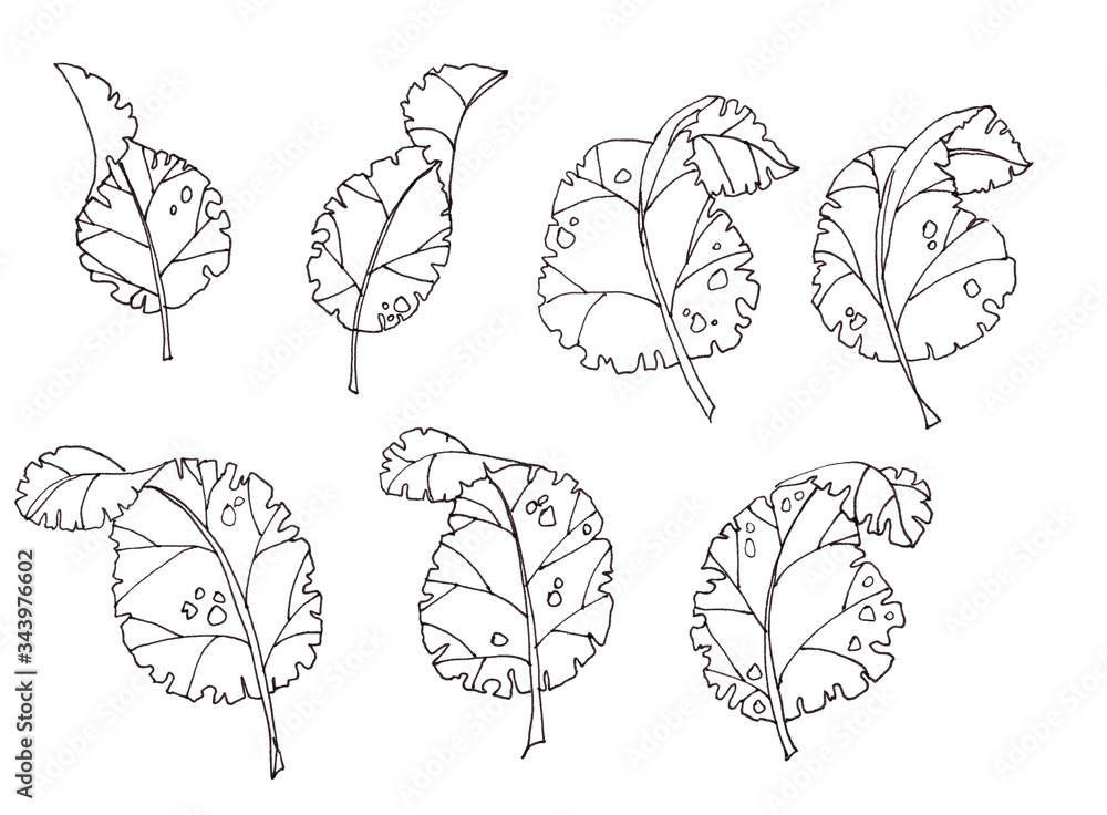 graphic drawing of a set of contour monochrome leaves graphic drawing of a set of contour monochrome leaves