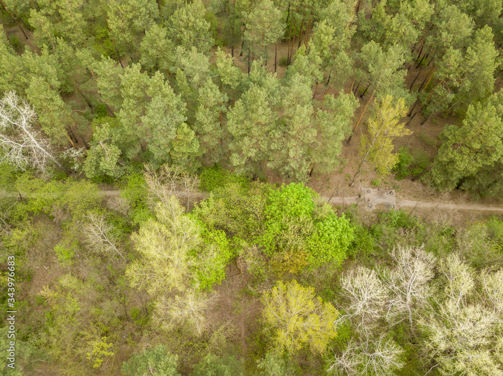 A dirt path in a coniferous forest among trees on a spring day. A dirt path in a coniferous forest among trees on a spring day.