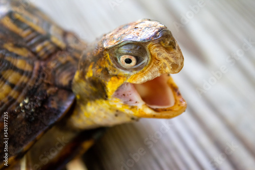 Close up of a box turtle with it's mouth open