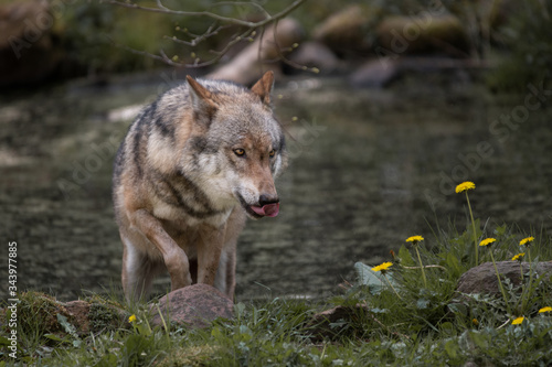 Wolf   Grauwolf in der Natur  kein Hund  HQ 300dpi