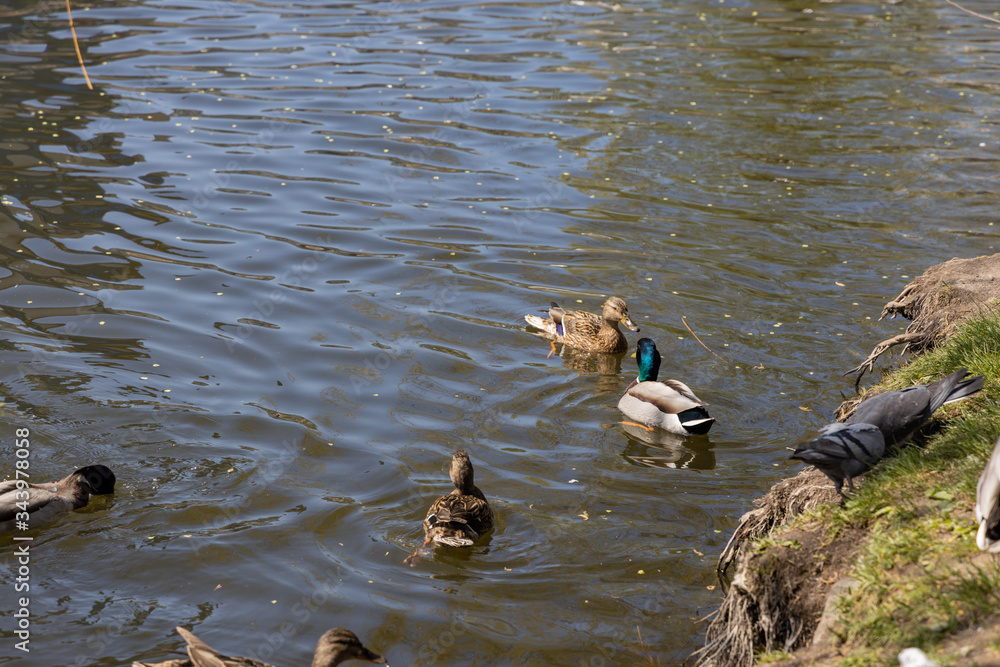 Ducks swim in the lakes in the park in sunny weather. Ducks swim in the lakes in the park in sunny weather.