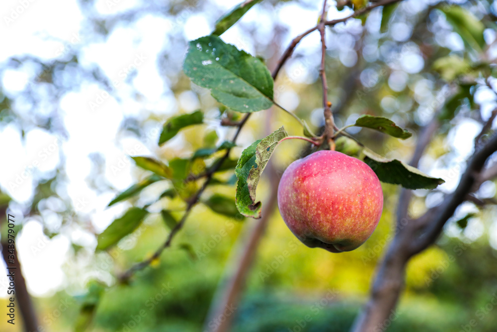 Ripe red apple on apple tree branch in the garden