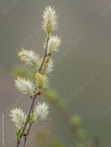 Pussy willow catkins with yellow pollen in a forest in Lennoxtown  Scotland