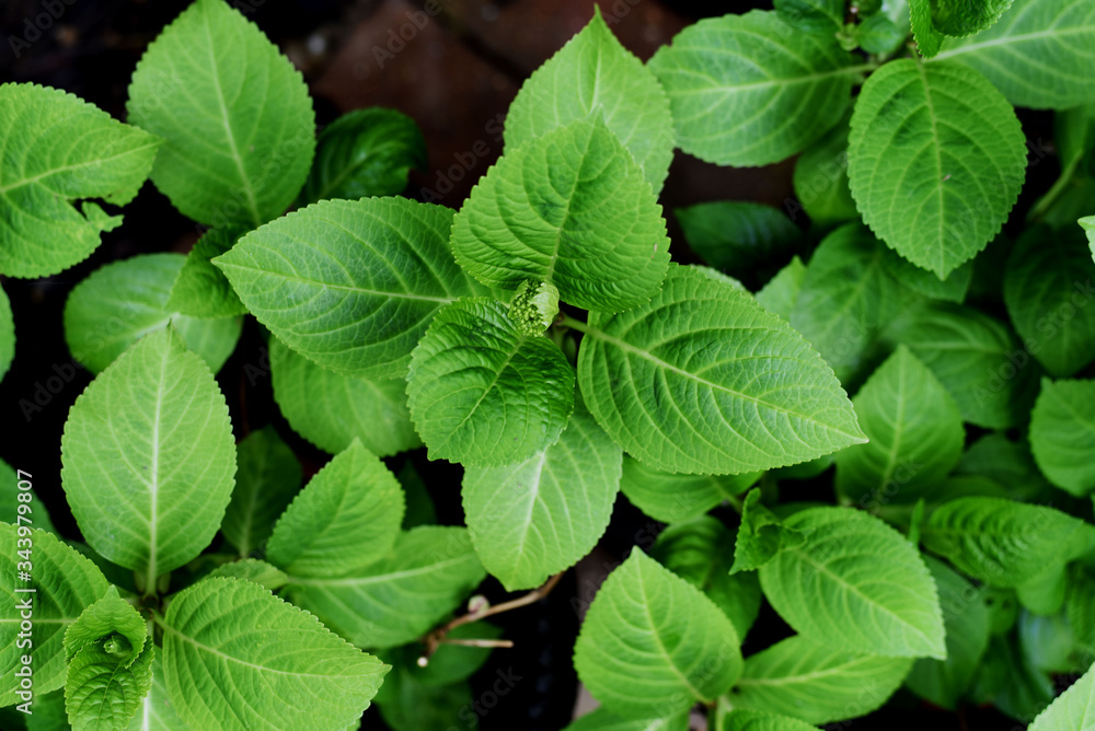 green leaves in the garden green leaves in the garden
