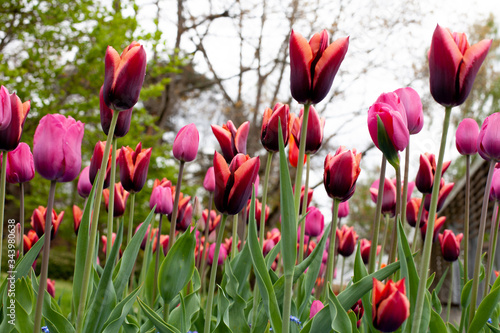 Tulip blossom competing to grow and bloom