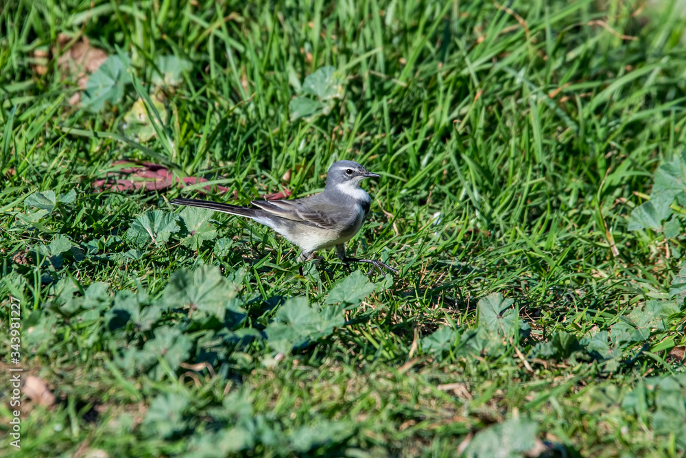 Fototapeta premium Cape wagtail photographed in South Africa. Picture made in 2019.
