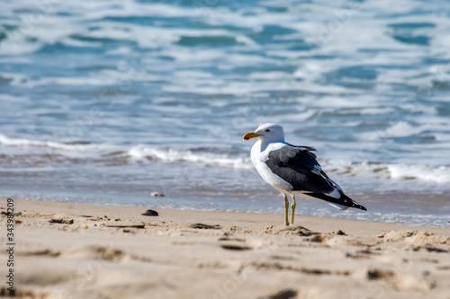 Kelp gull photographed in South Africa. Picture made in 2019.