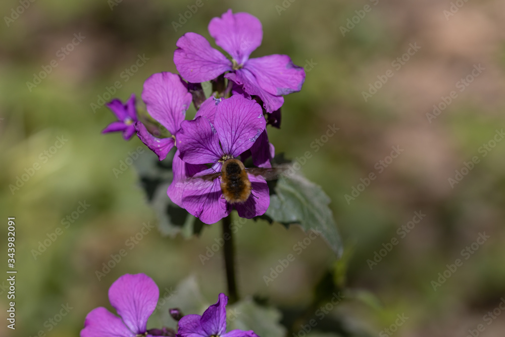 Bumblebee on purple spring forest flowers.