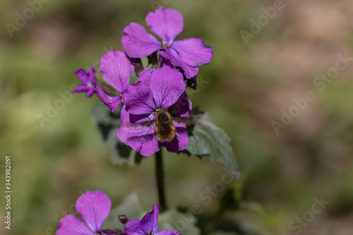 Bumblebee on purple spring forest flowers.