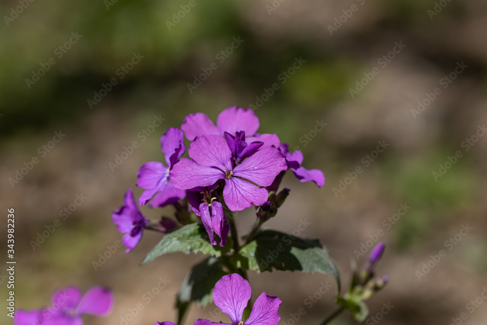 Violet spring forest flowers in the bright sun. Violet spring forest flowers in the bright sun.