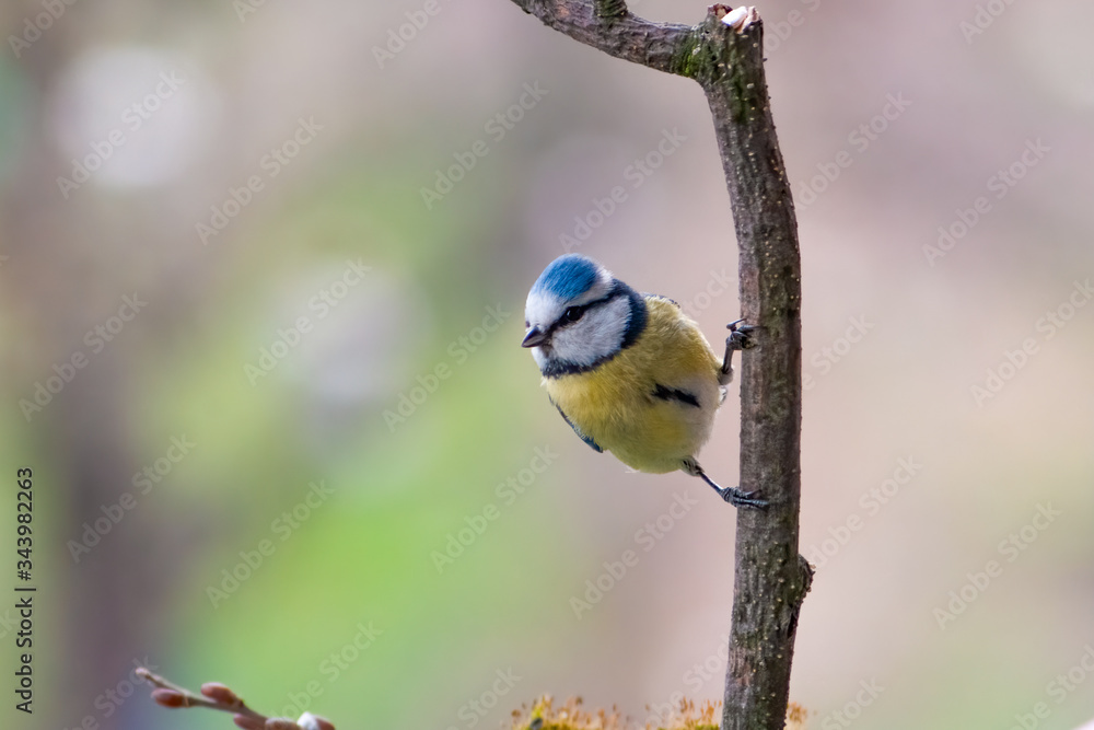 Fototapeta premium Blue tit (Cyanistes caeruleus) resting on the branch with blurry background
